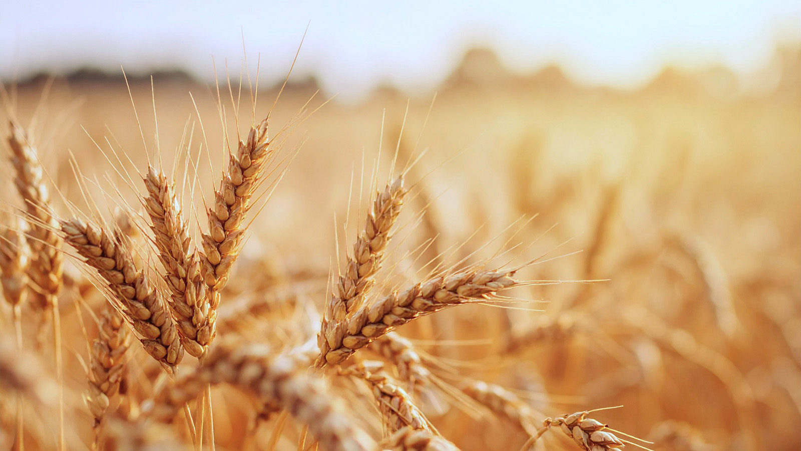 grain-source-alberta