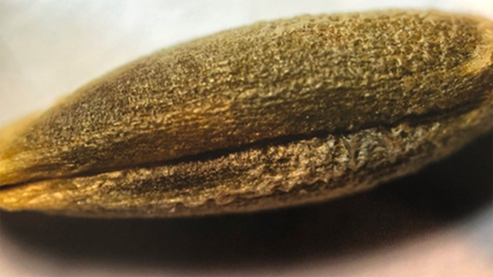 unmalted-grains-alberta