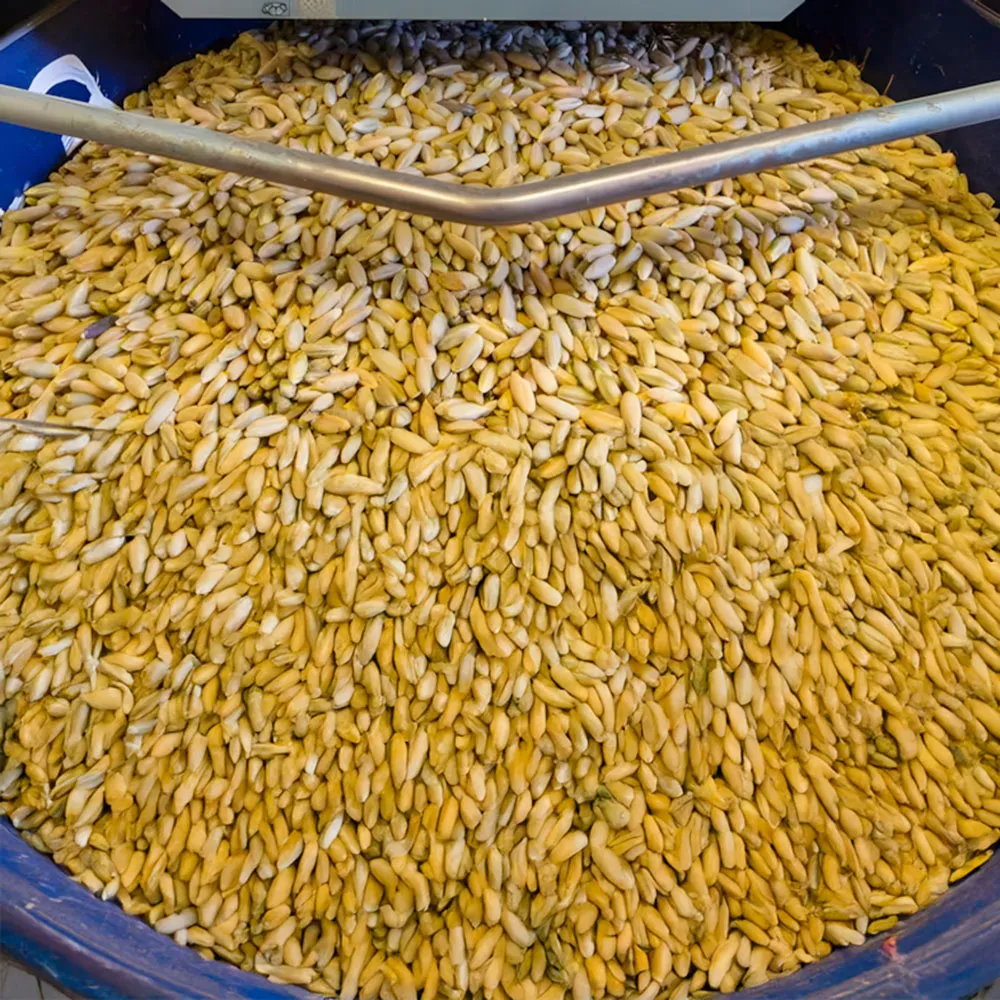 Raw Grains Fermentation Container Alberta