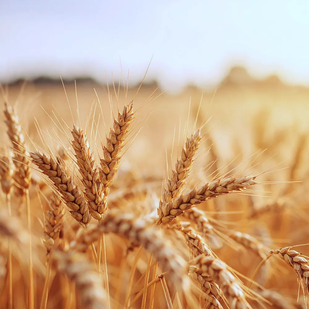 Alberta Distillers Rye Whisky Glass and Wheat Grains  Content