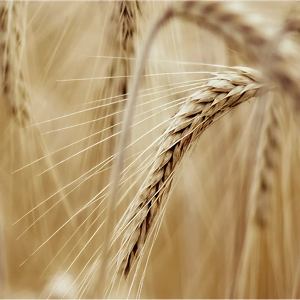 Rye Grain Closeup Alberta
