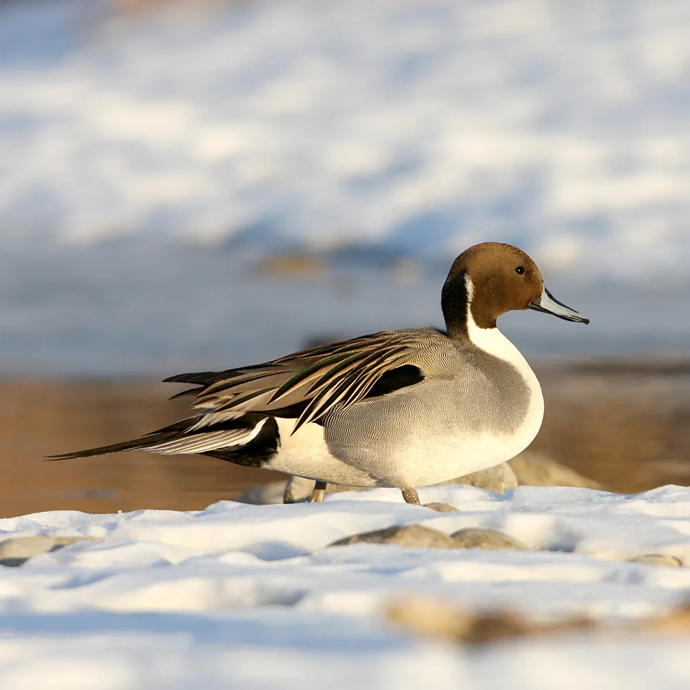 snow-duck-winter-landscape-alberta